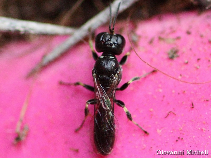 Micro Sphecidae ? Quasi, Crabonidae, Crossocerus sp. (cfr.)